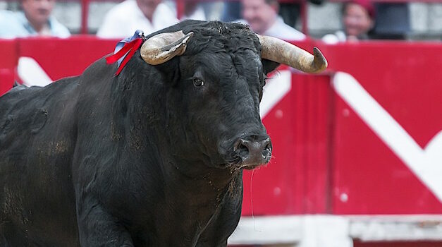 Taurin: Der Mythos um die Stierhoden und die wahre Herkunft