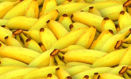 Die EU schreibt den Krümmungsgrad von Bananen vor