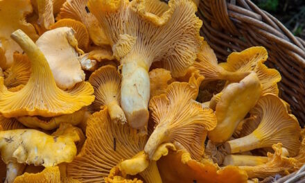 Pilze verlieren beim Waschen Aroma